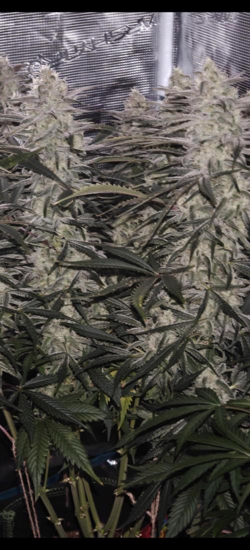 Ganja Farmer - Strawberry Zkittelz Auto. Week 13