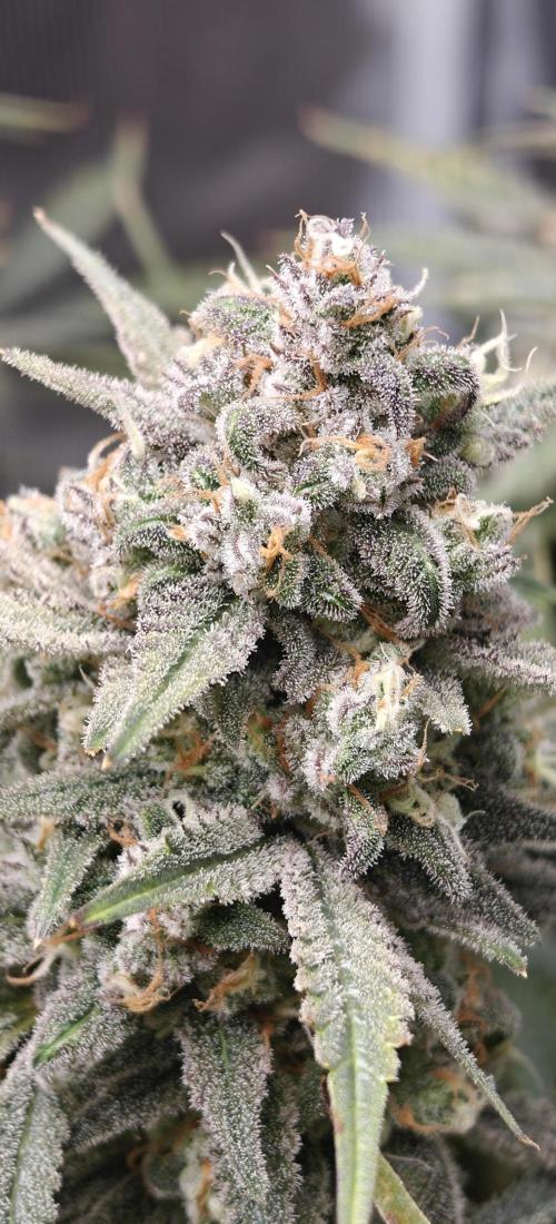 Ganja Farmer - Strawberry Zkittelz Auto. Week 13