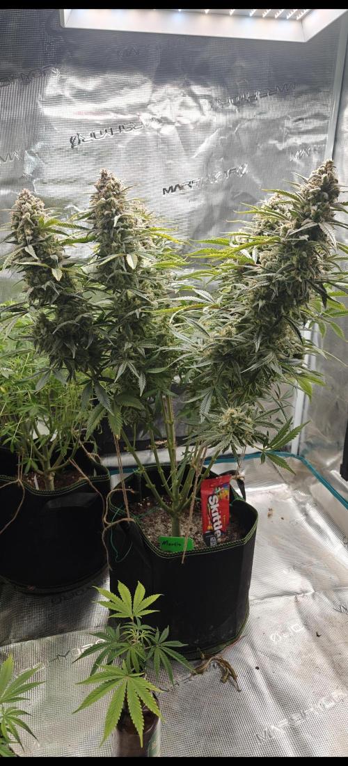 Ganja Farmer - Strawberry Zkittelz Auto. Week 13