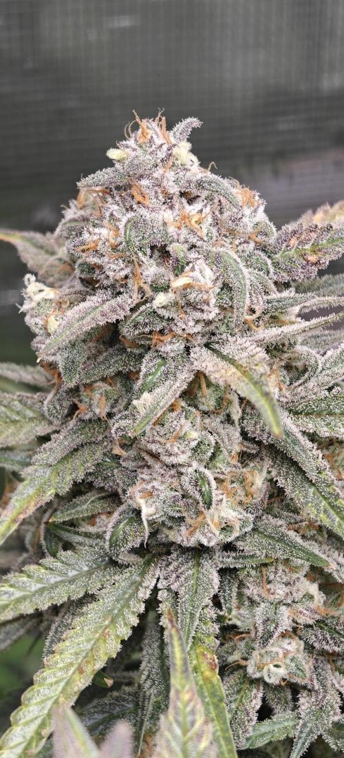 Ganja Farmer - Strawberry Zkittelz Auto. Week 13