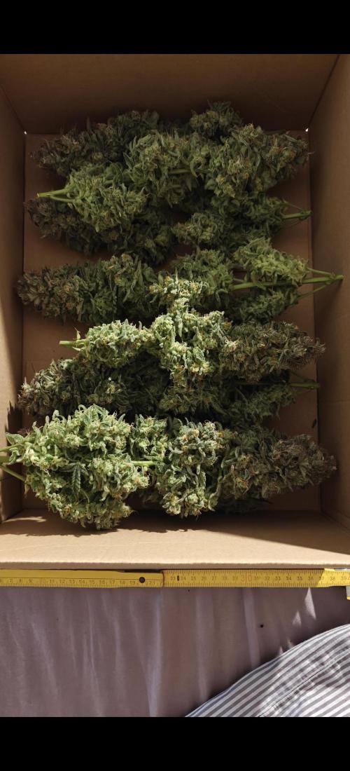 Ganja Farmer - Strawberry Zkittelz Auto. Week 13