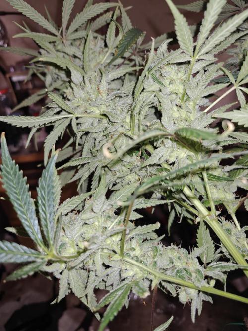 Ganja Farmer - Strawberry Zkittelz Auto. Week 13