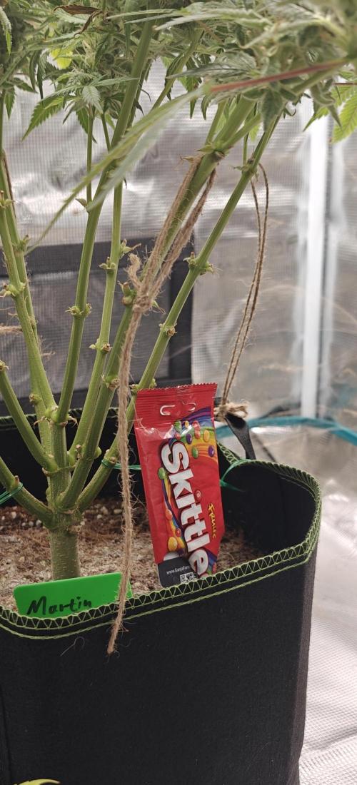 Ganja Farmer - Strawberry Zkittelz Auto. Week 13