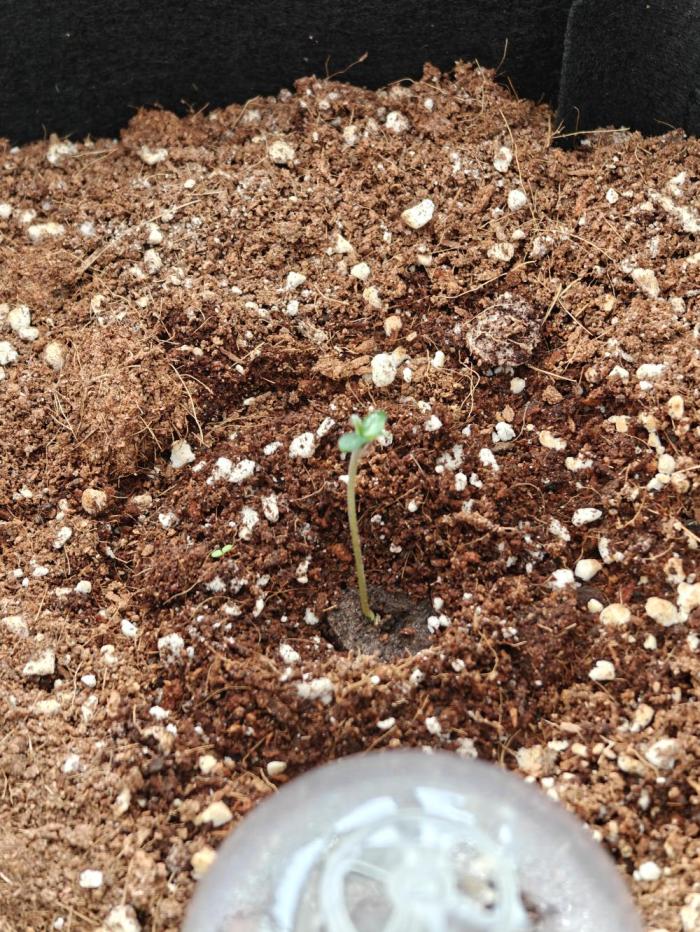 Ganja Farmer - Strawberry Zkittelz Auto. Week 0