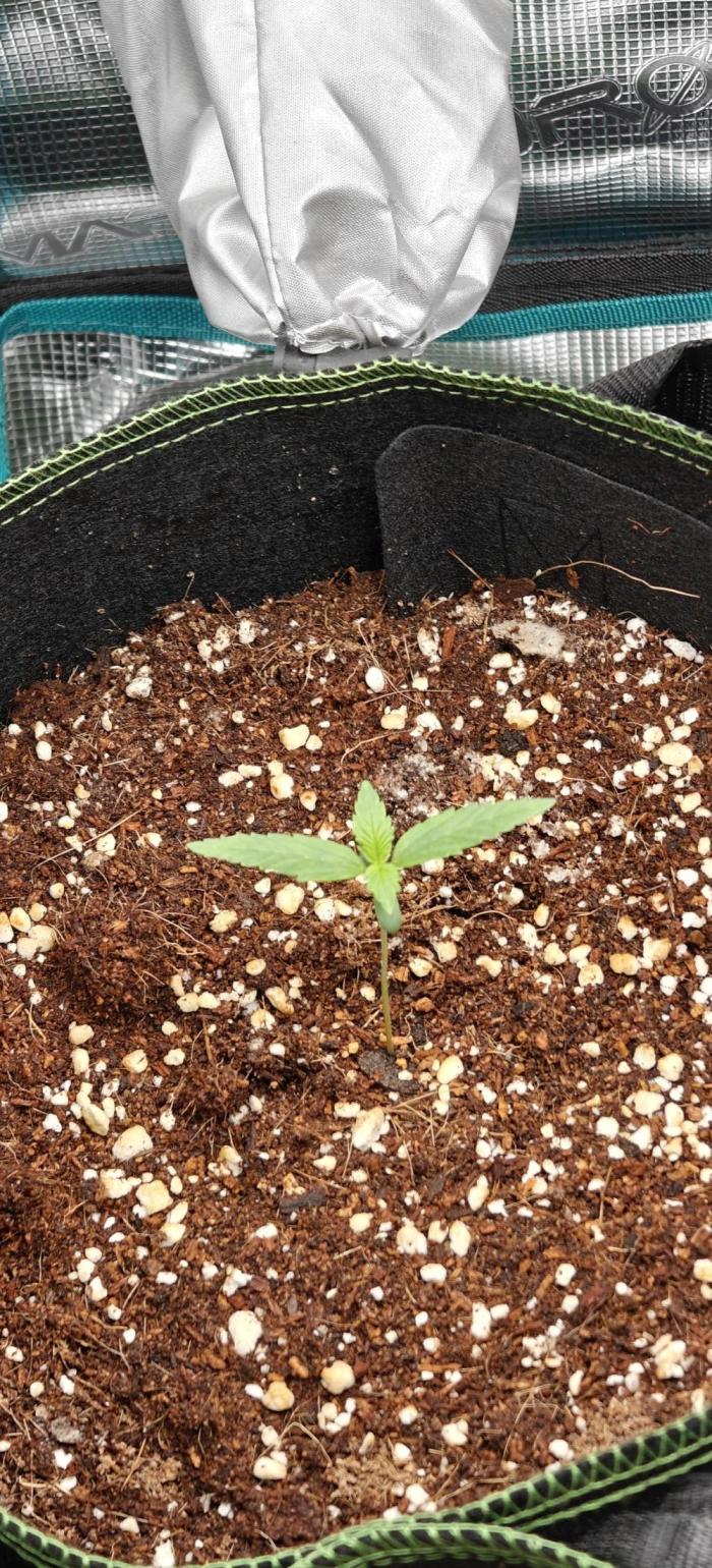 Ganja Farmer - Strawberry Zkittelz Auto. Week 1