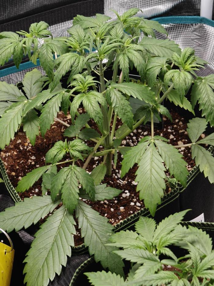 Ganja Farmer - Strawberry Zkittelz Auto. Week 5