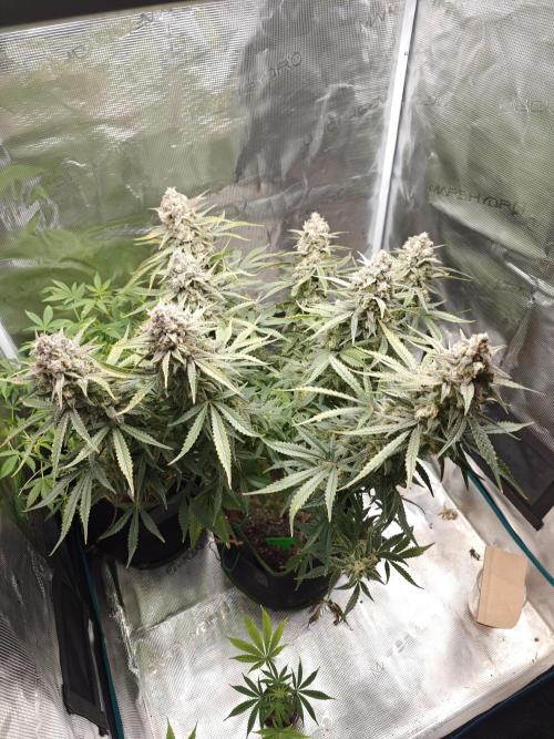 Ganja Farmer - Strawberry Zkittelz Auto. Week 12