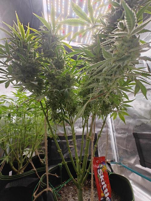 Ganja Farmer - Strawberry Zkittelz Auto. Week 12