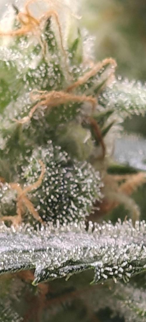 Ganja Farmer - Strawberry Zkittelz Auto. Week 12