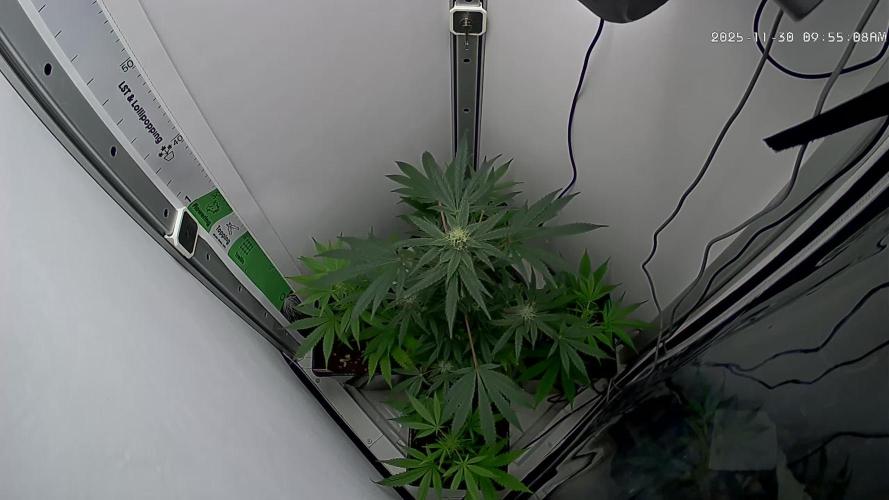 Dutch Genetics - Purple Haze fem.(VGrow)