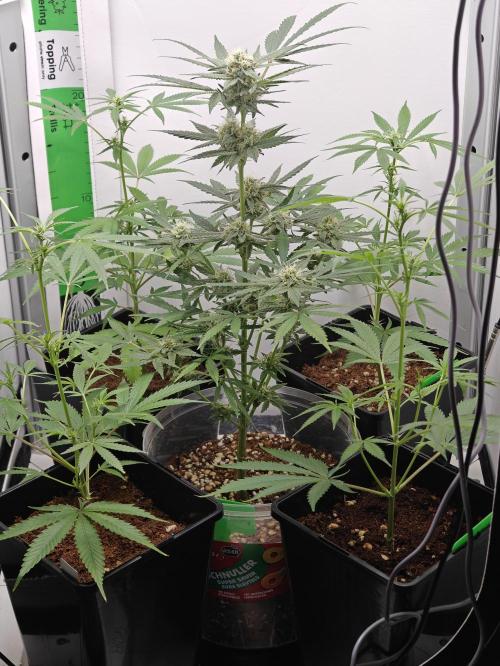 Dutch Genetics - Purple Haze fem.(VGrow). Week 6