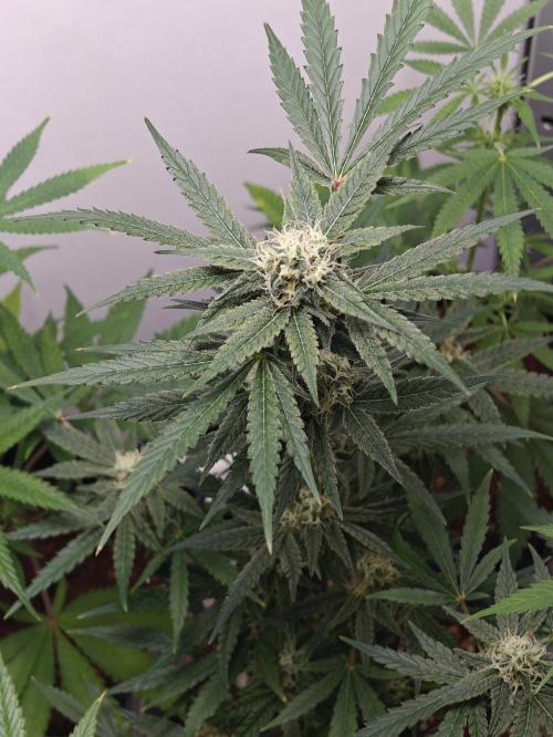 Dutch Genetics - Purple Haze fem.(VGrow). Week 6