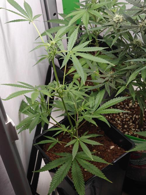 Dutch Genetics - Purple Haze fem.(VGrow). Week 6