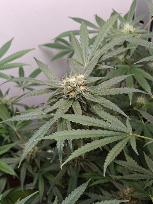 Dutch Genetics - Purple Haze fem.(VGrow). Week 8