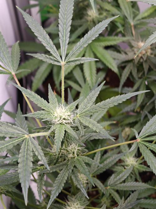 Dutch Genetics - Purple Haze fem.(VGrow). Week 8