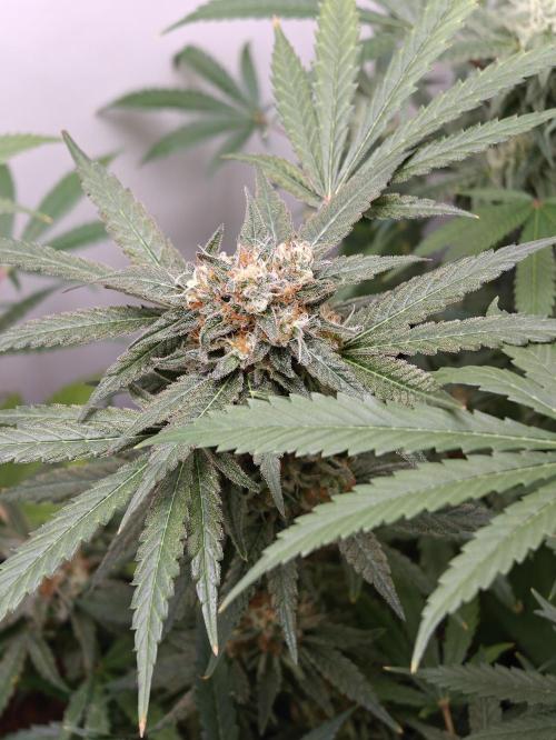 Dutch Genetics - Purple Haze fem.(VGrow). Week 8