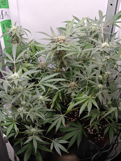 Dutch Genetics - Purple Haze fem.(VGrow). Week 8