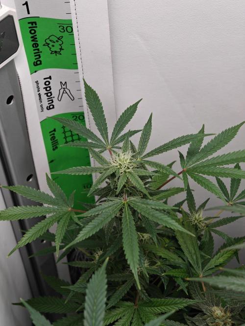 Dutch Genetics - Purple Haze fem.(VGrow). Week 8