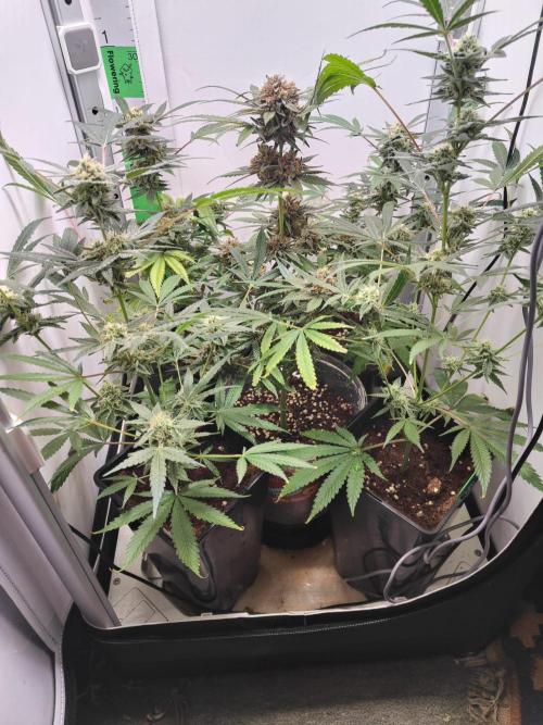 Dutch Genetics - Purple Haze fem.(VGrow). Week 11