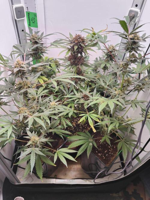 Dutch Genetics - Purple Haze fem.(VGrow). Week 11
