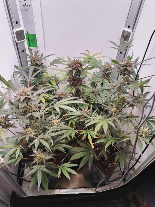 Dutch Genetics - Purple Haze fem.(VGrow). Week 11