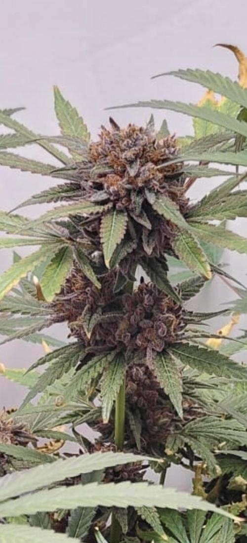 Dutch Genetics - Purple Haze fem.(VGrow). Week 11