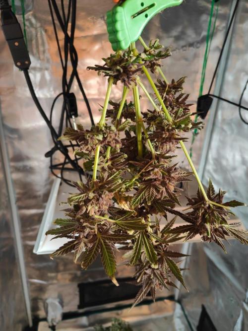 Dutch Genetics - Purple Haze fem.(VGrow). Week 11