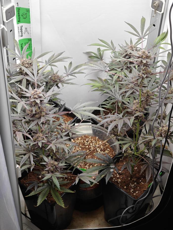 Dutch Genetics - Purple Haze fem.(VGrow). Week 13
