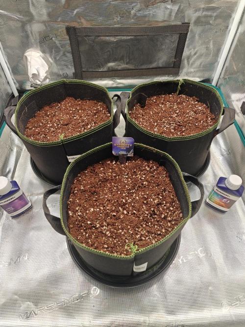 Eternity Grow Cup 2026 Sticky Broccoli A. Week 0