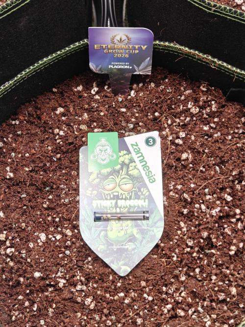 Eternity Grow Cup 2026 Sticky Broccoli A. Week 0