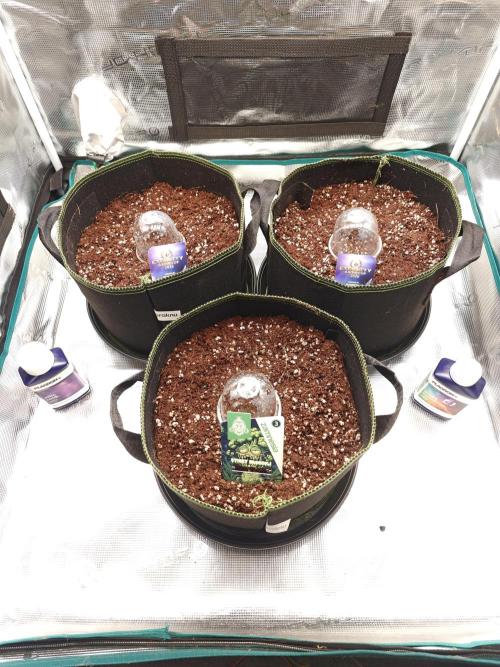 Eternity Grow Cup 2026 Sticky Broccoli A. Week 0