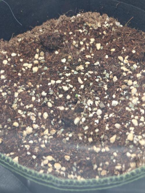 Sticky Broccoli auto. Week 0