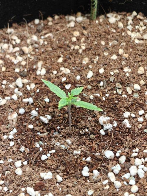 Sticky Broccoli auto. Week 1