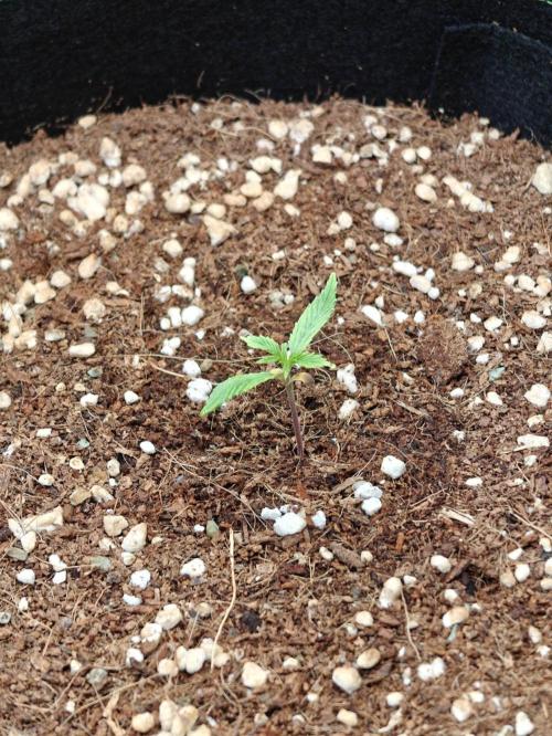 Sticky Broccoli auto. Week 1