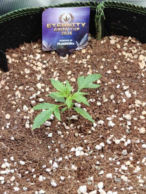 Sticky Broccoli auto. Week 1