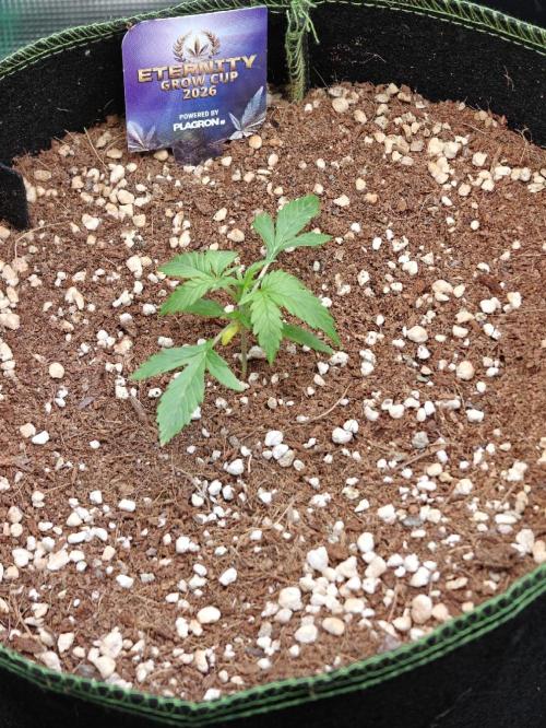 Sticky Broccoli auto. Week 1