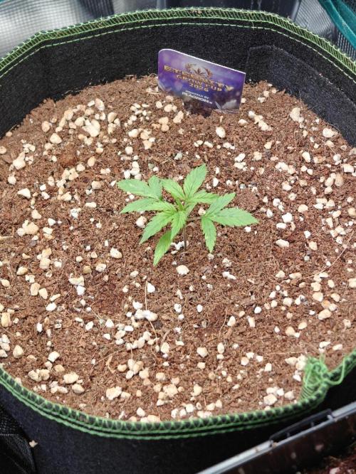 Sticky Broccoli auto. Week 1