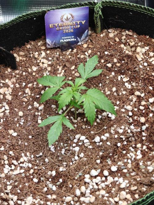 Sticky Broccoli auto. Week 2