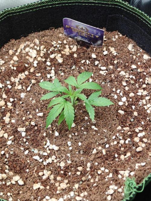 Sticky Broccoli auto. Week 2