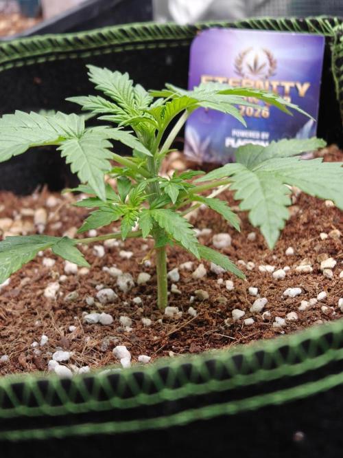 Sticky Broccoli auto. Week 2