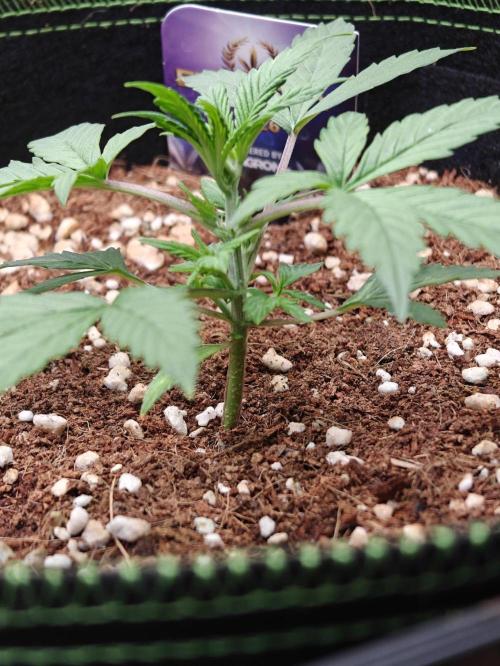 Sticky Broccoli auto. Week 2