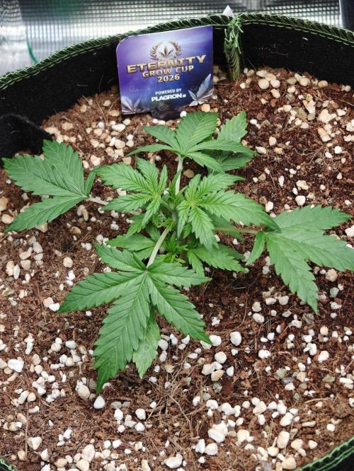 Sticky Broccoli auto. Week 3