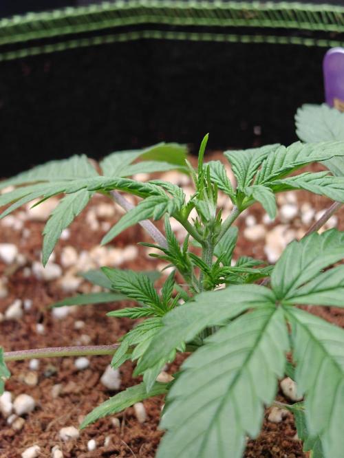 Sticky Broccoli auto. Week 3