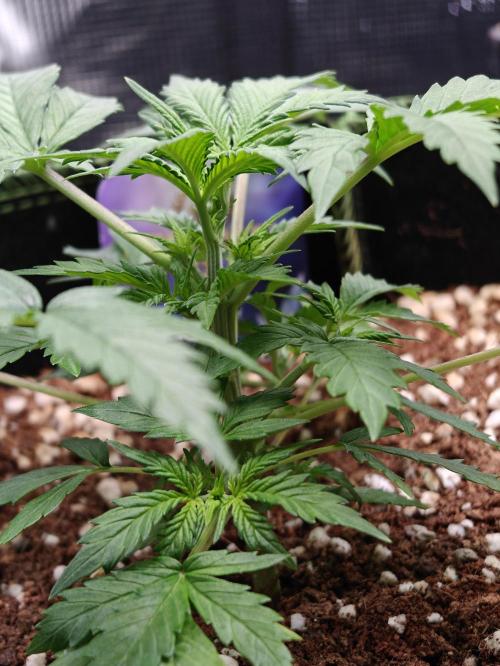 Sticky Broccoli auto. Week 3