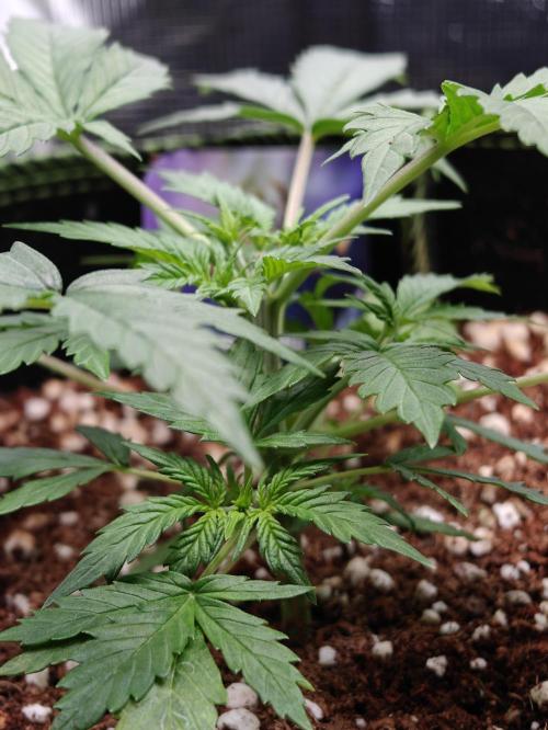 Sticky Broccoli auto. Week 3