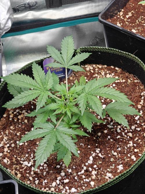 Sticky Broccoli auto. Week 3