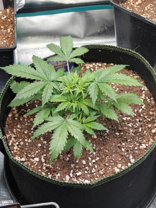 Sticky Broccoli auto. Week 4