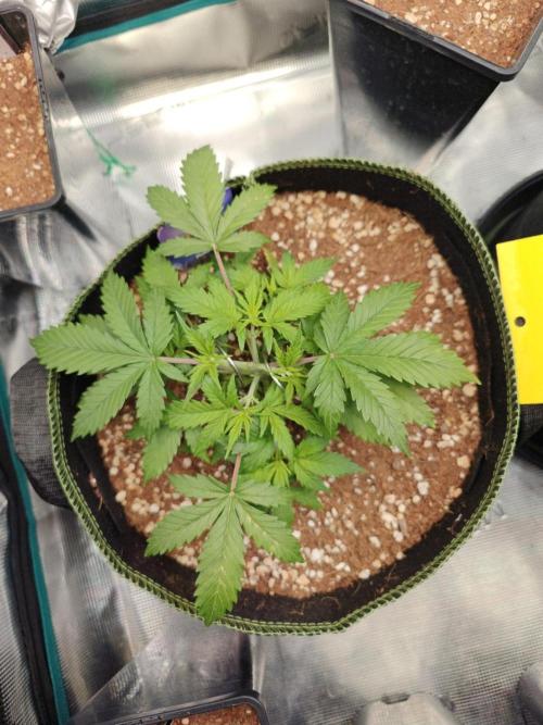Sticky Broccoli auto. Week 4