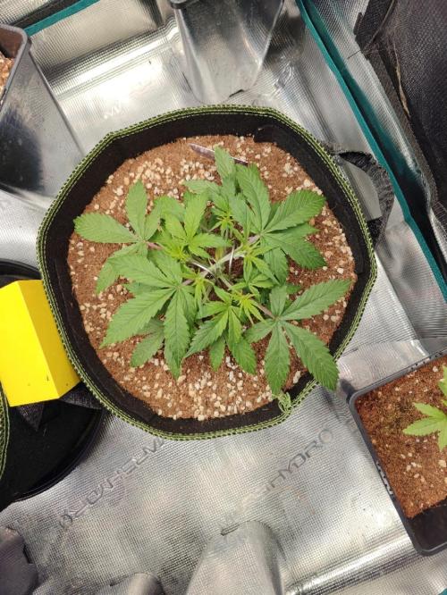 Sticky Broccoli auto. Week 4