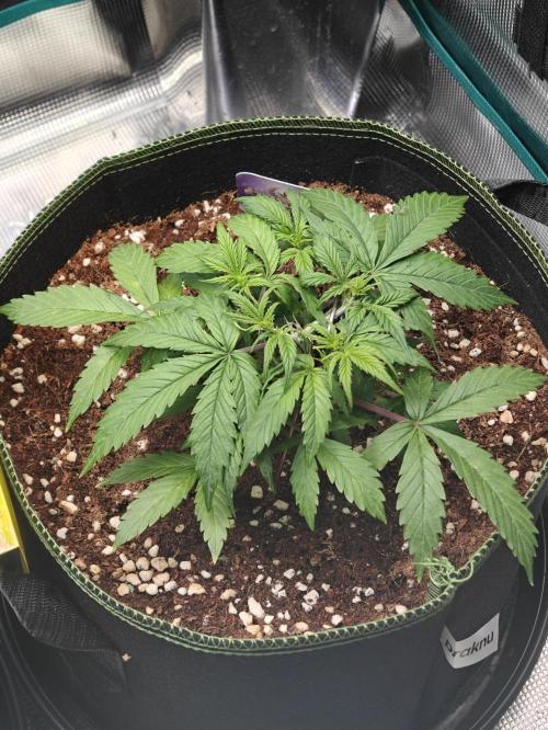 Sticky Broccoli auto. Week 4